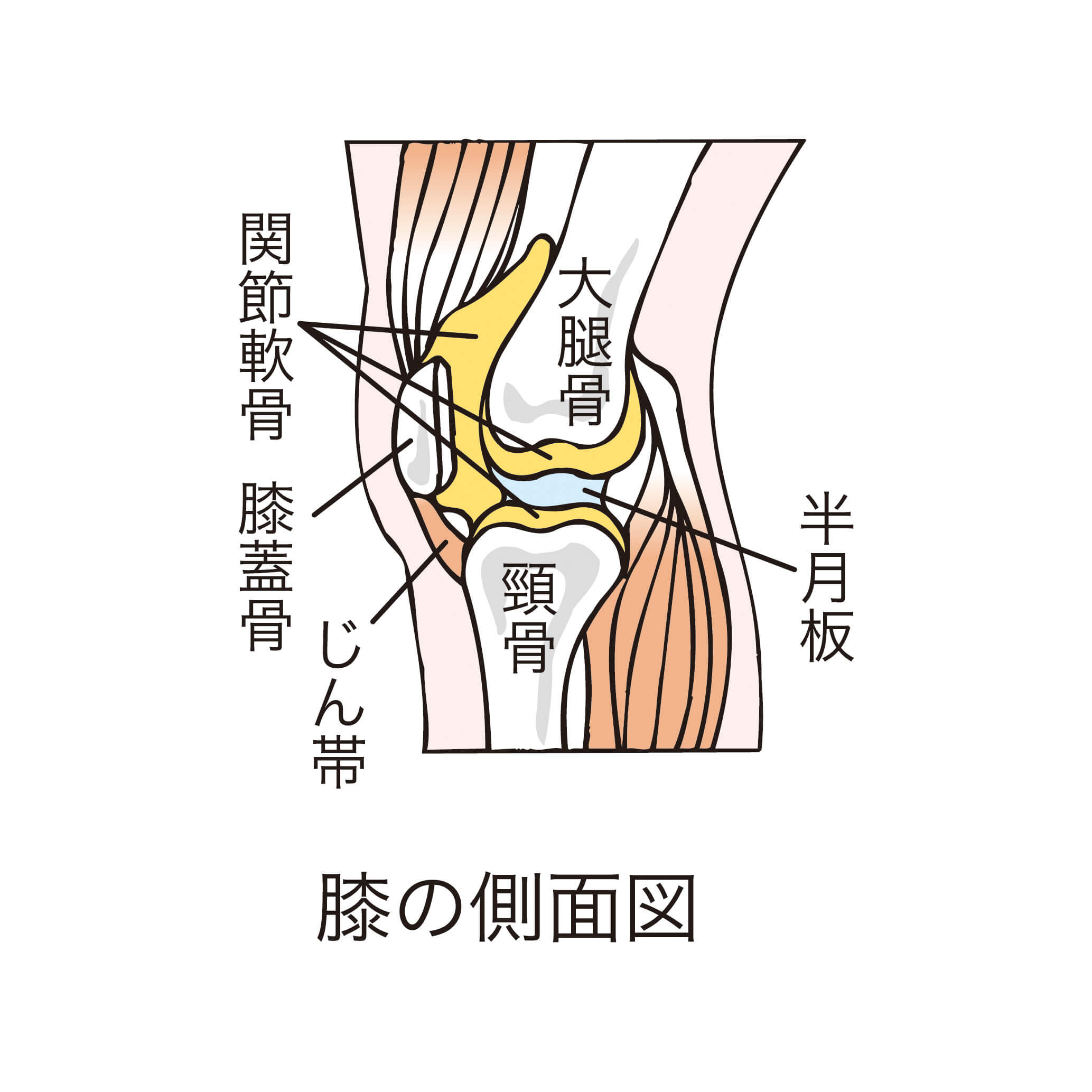 交通事故で膝蓋骨骨折 後遺障害や慰謝料の相場は デイライト法律事務所 交通事故で膝蓋骨骨折 後遺障害や慰謝料の相場は デイライト法律事務所