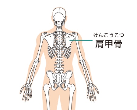 交通事故による肩甲骨骨折は後遺障害に認定されますか デイライト法律事務所