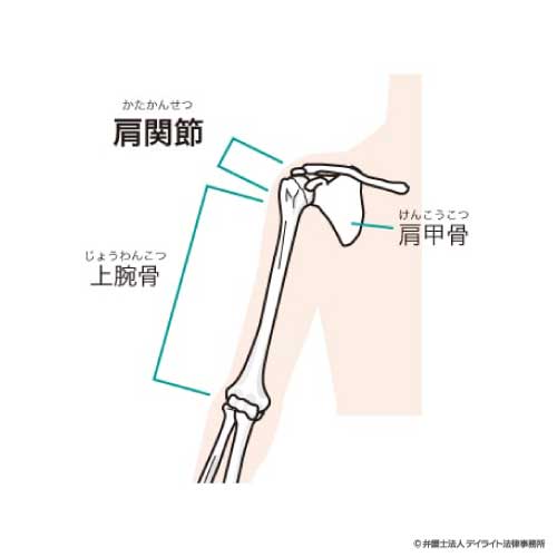 肩関節
