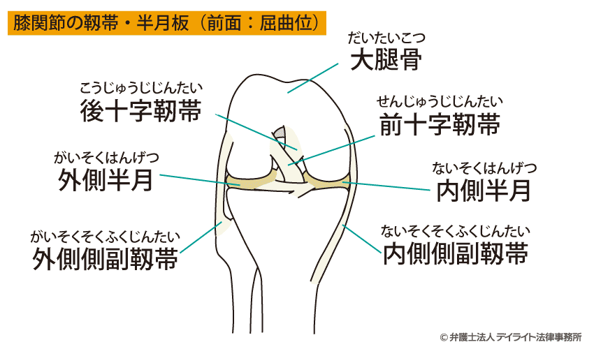 膝関節図解