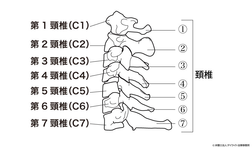 頚椎のイメージ図