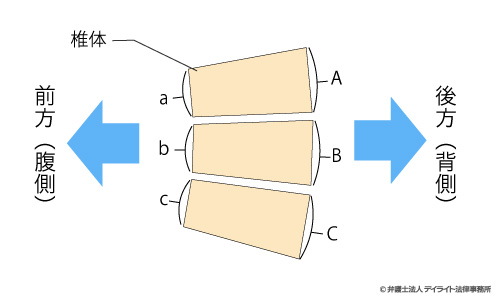 脊柱のイメージ図