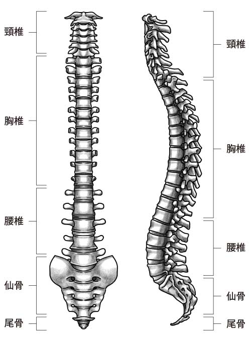 脊柱のイメージ図
