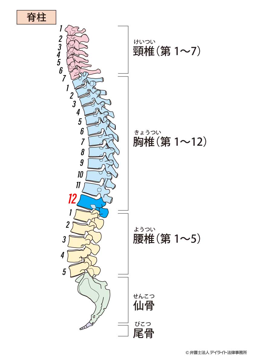 背骨のイメージ