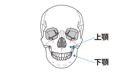 上顎と下顎のイメージ