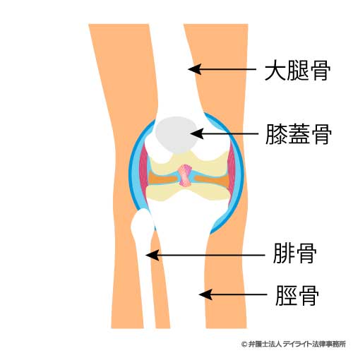 ひざ関節のイメージ