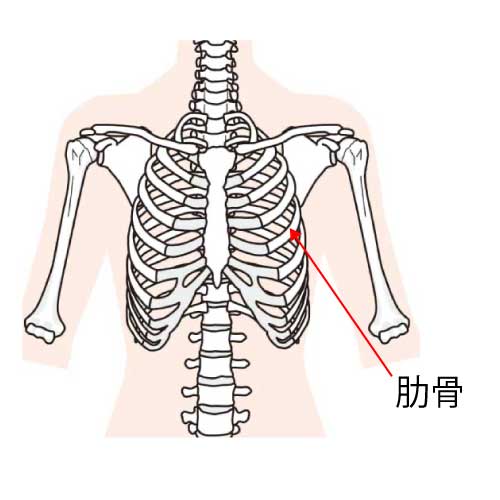 肋骨のイメージ図