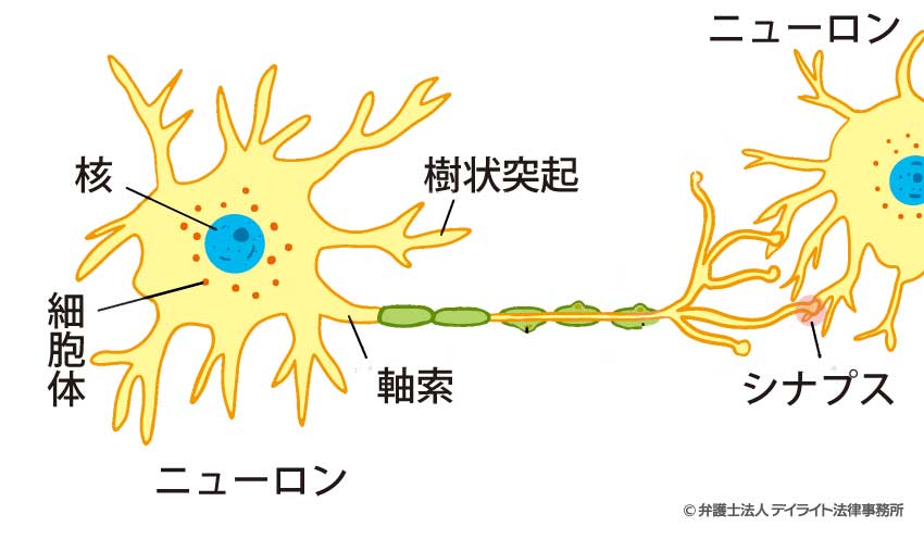軸索（じくさく）とは、神経細胞の細胞体から伸びる長い突起のこと