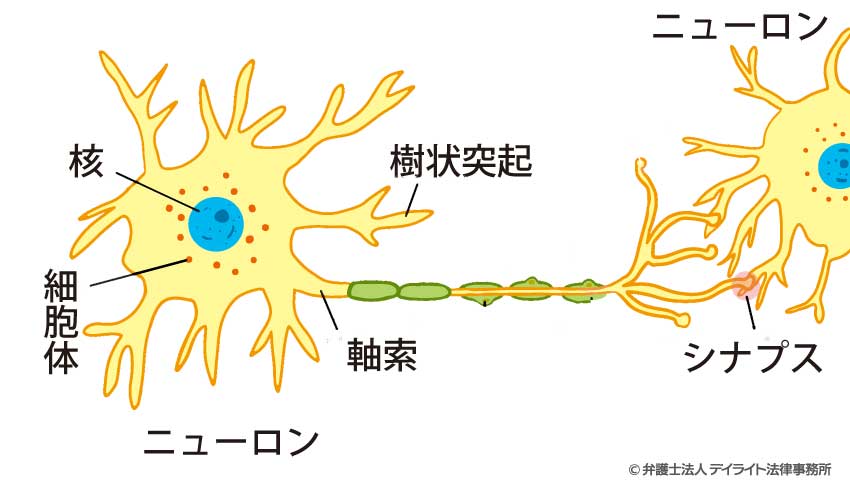 軸索（じくさく）とは、神経細胞の細胞体から伸びる長い突起のこと