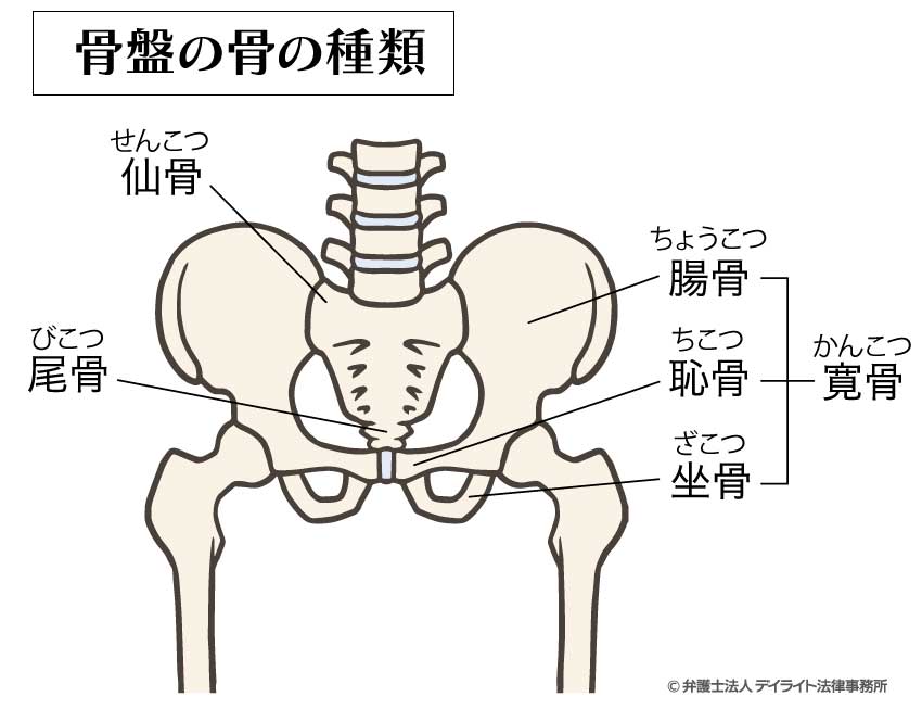 骨盤の骨の種類