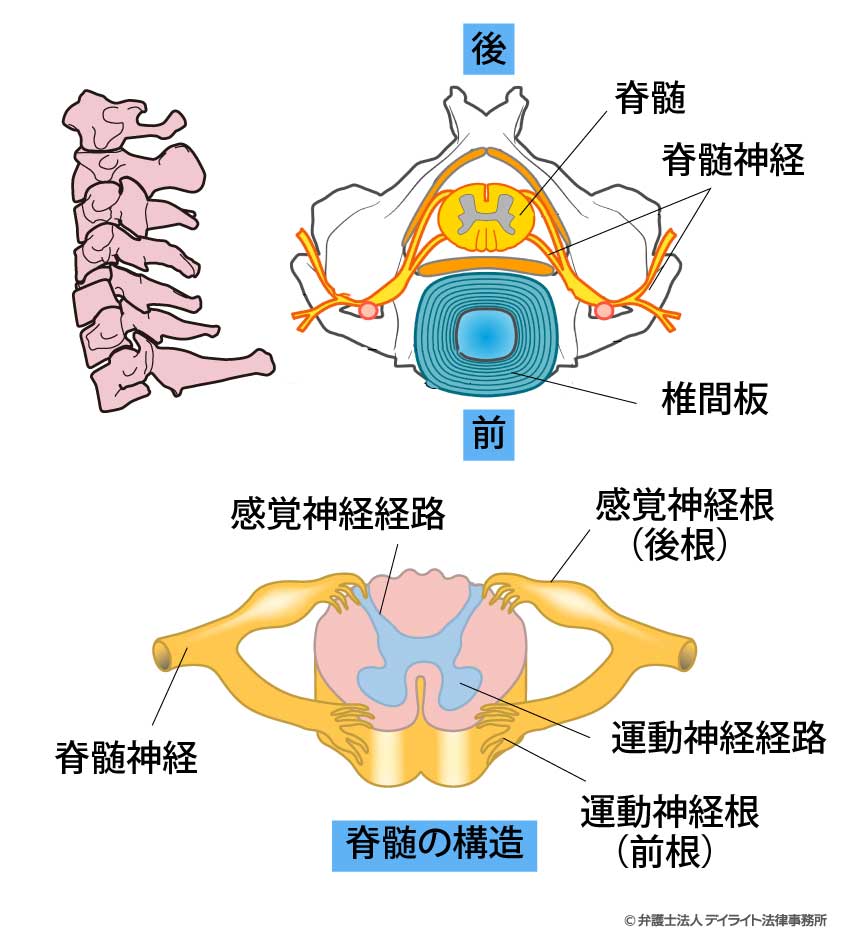 頚椎の図