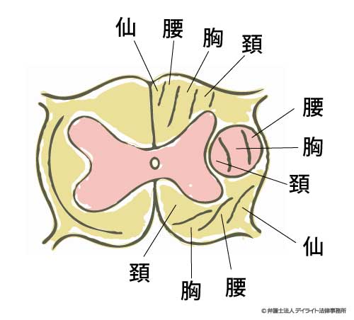 頸髄の図