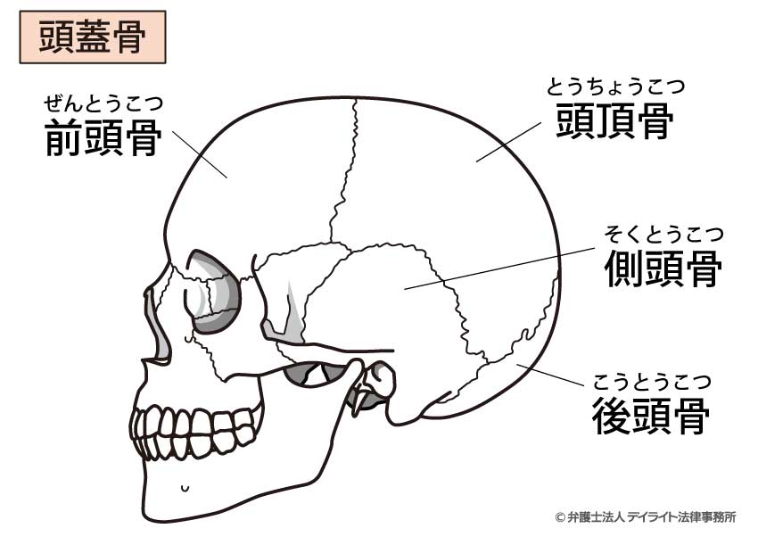 脳を取り囲んでいる頭蓋骨