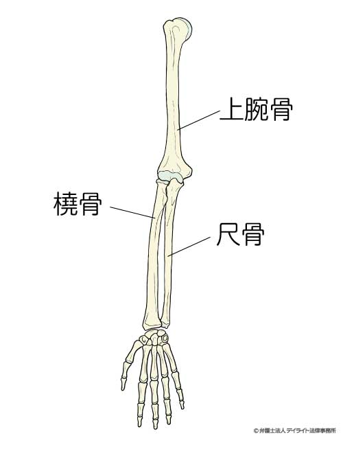 上腕骨、橈骨、尺骨