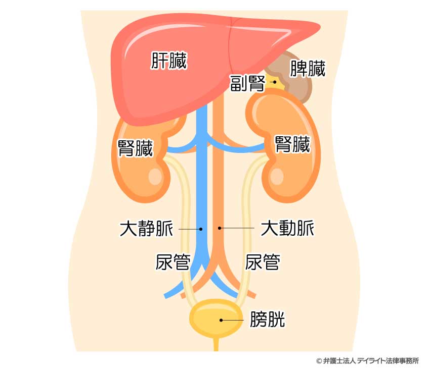 腎臓