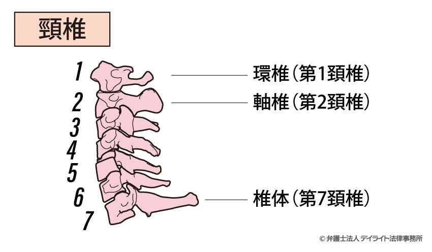 頚椎図