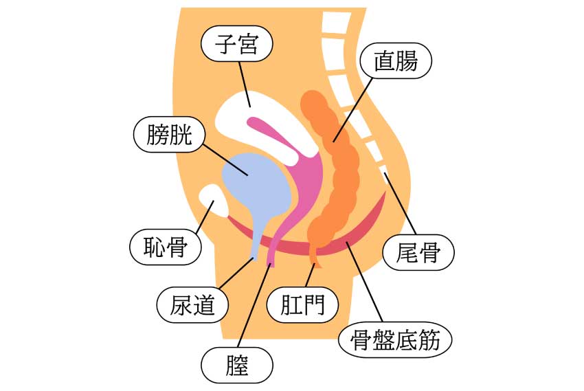 骨盤底筋(こつばんていきん)