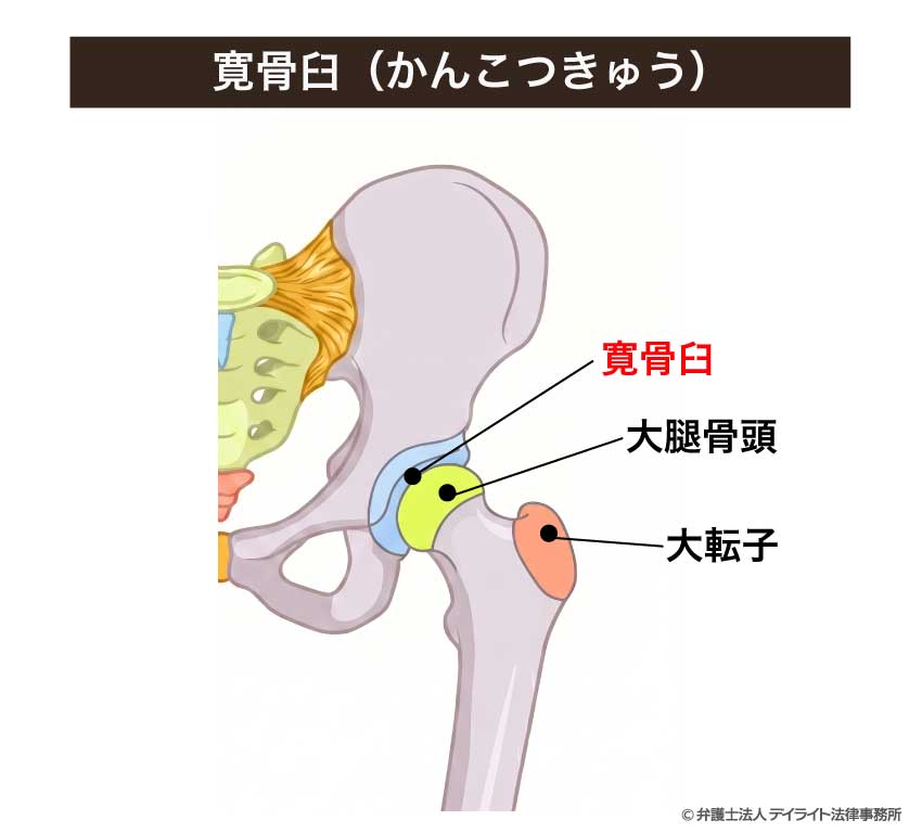 寛骨臼（かんこつきゅう）
