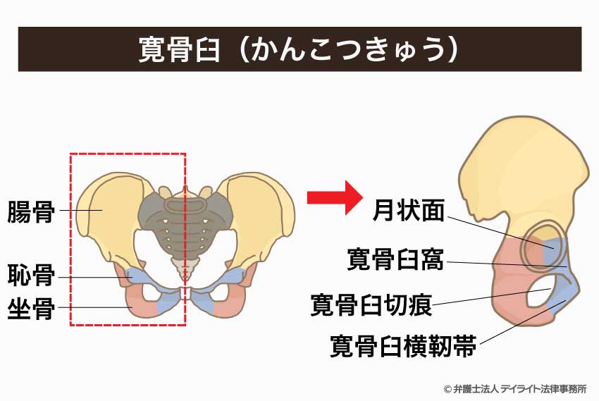 寛骨臼（かんこつきゅう）