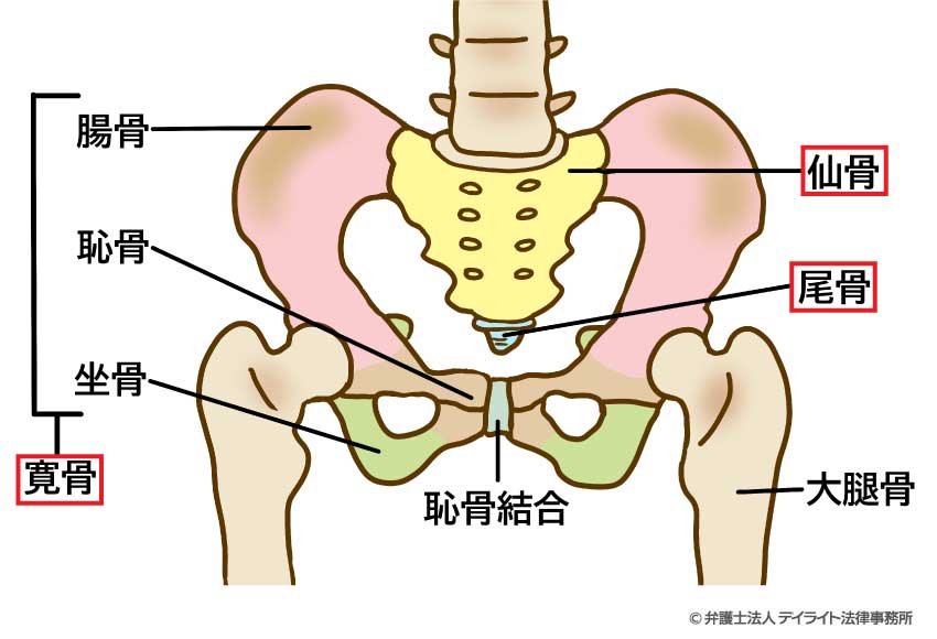 骨盤