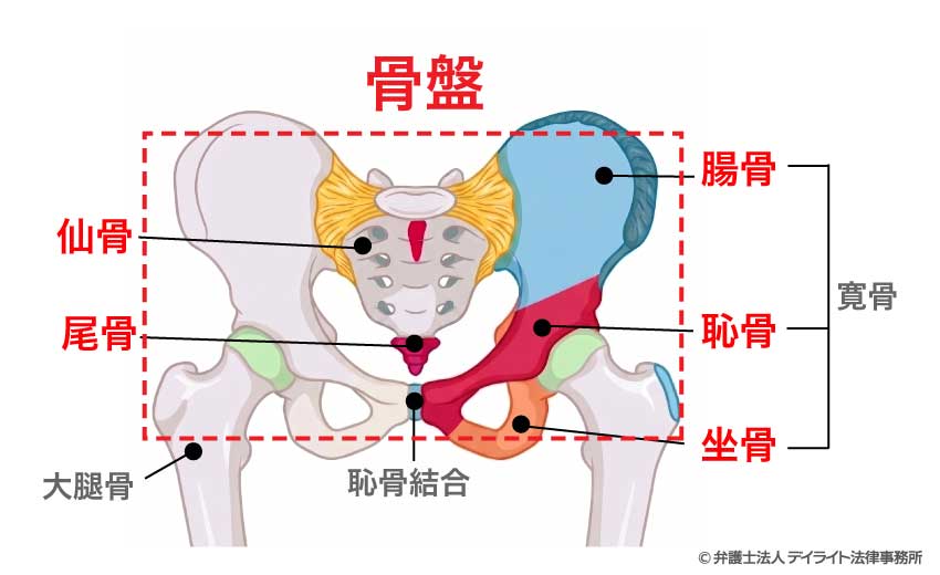 骨盤とは