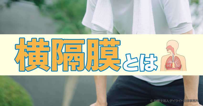横隔膜とは