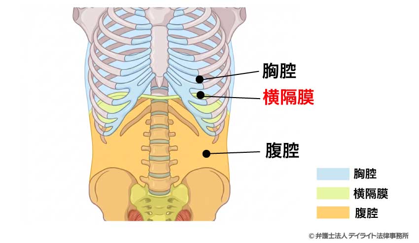横隔膜