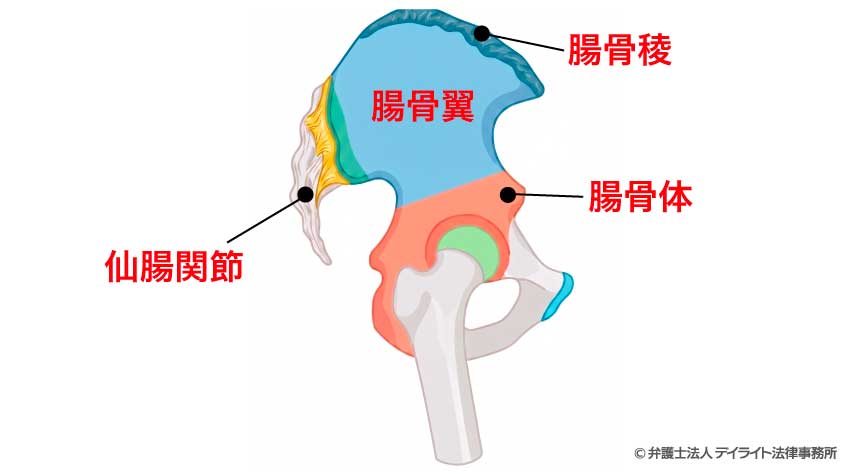 腸骨を構成する部位