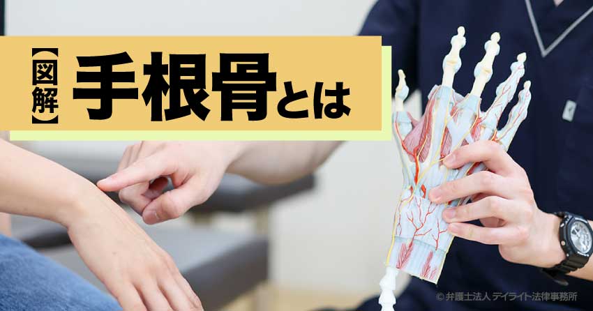 図解】手根骨とは？覚え方や骨折時の痛みと注意点