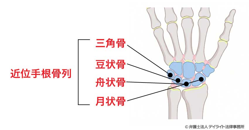 近位手根骨列(前腕に近い側の4個)