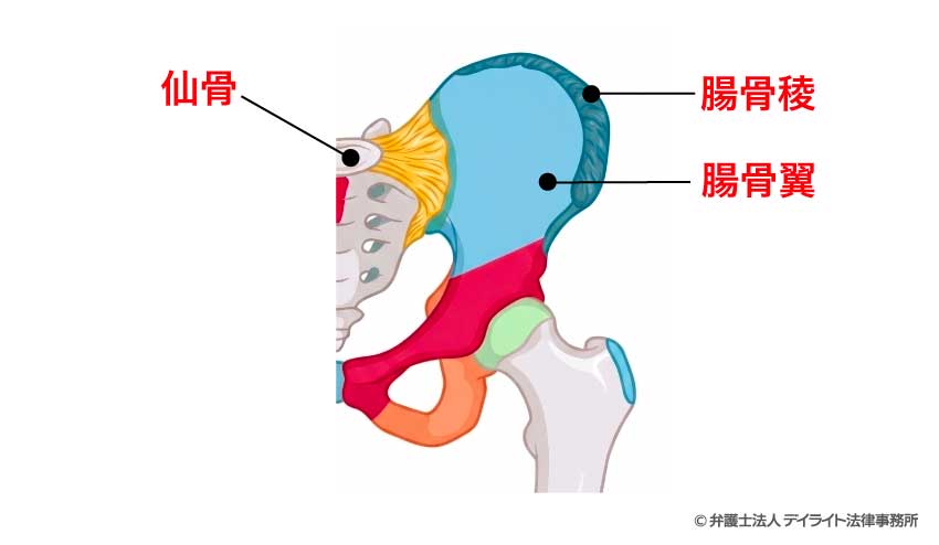 腸骨