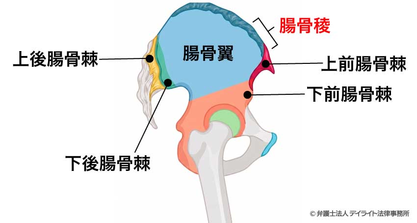腸骨稜(ちょうこつりょう:Iliac Crest)