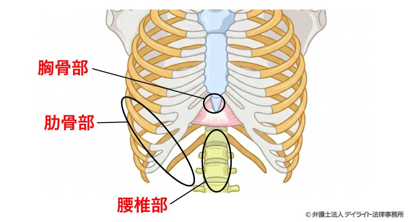横隔膜の起始部