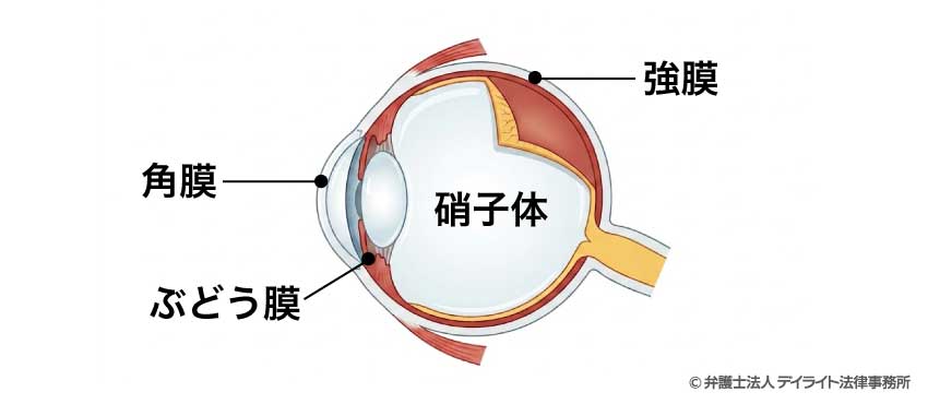 眼球