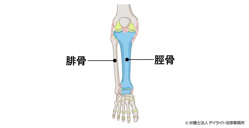 「脛骨(けいこつ)」と「腓骨(ひこつ)」