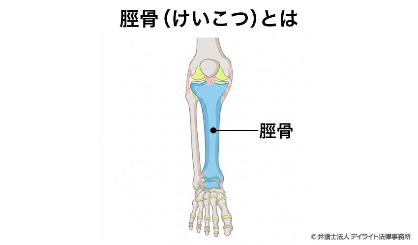 脛骨(けいこつ)とは