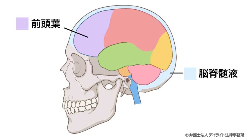 前頭葉のイメージ