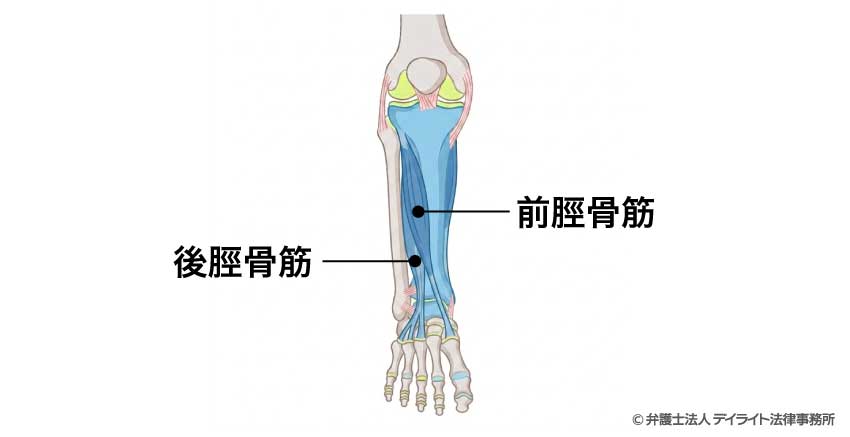 「前脛骨筋」「後脛骨筋」