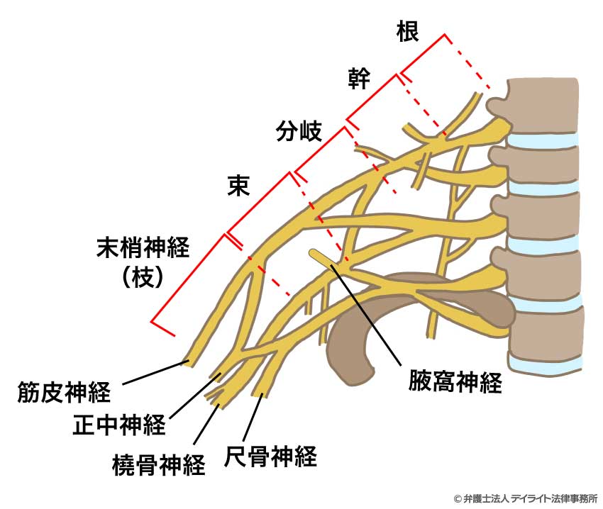 腕神経叢とは？場所・構造・治療法をわかりやすく解説 | 交通事故の