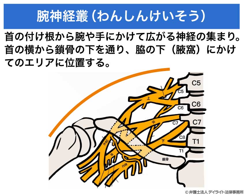 平和神経 腕神経叢とは？場所・構造・治療法をわかりやすく解説 | 交通事故の