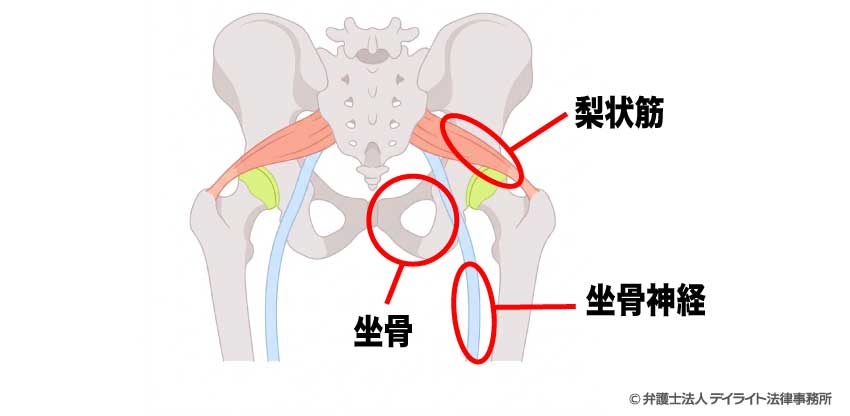坐骨とは