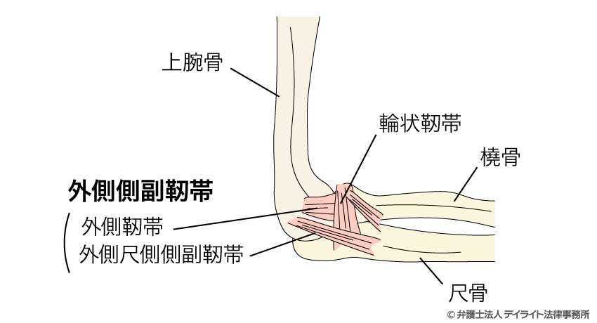 肘の骨格図