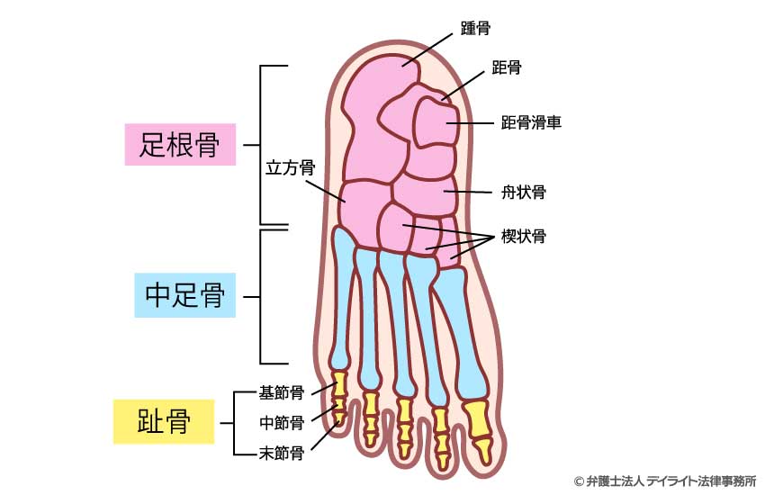足を構成する骨の基本構造
