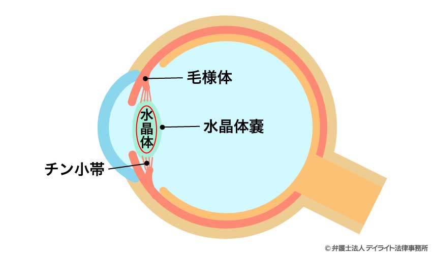 水晶体の構造