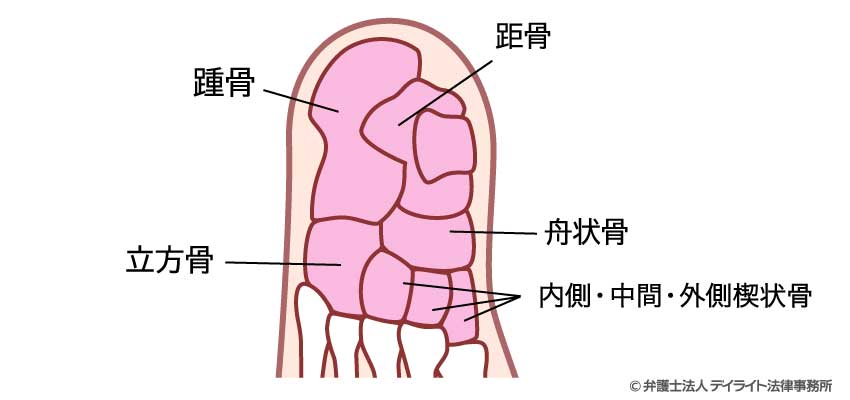 足根骨（そっこんこつ）