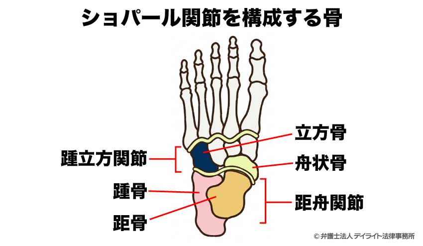 ショパール関節を構成する骨