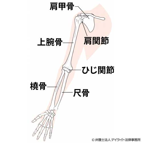 上肢の図