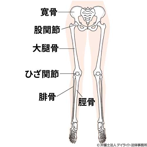 下肢の図