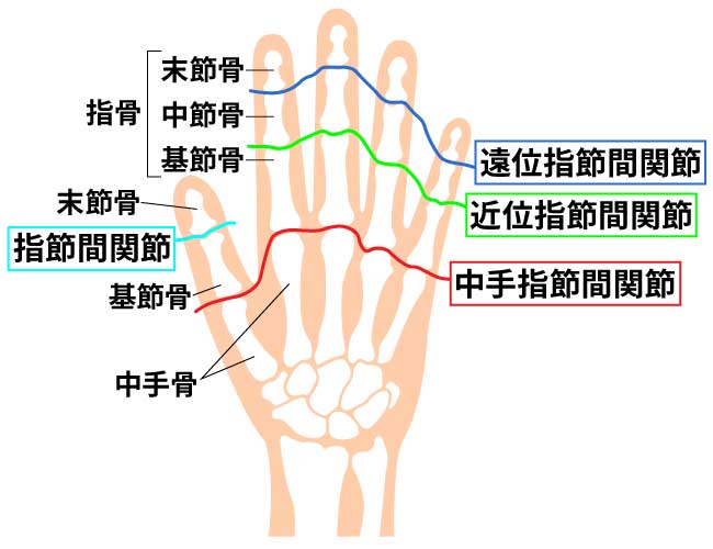 手指の骨や関節の名称及び位置
