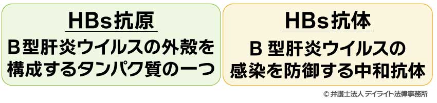HBs抗原とHBs抗体との違い